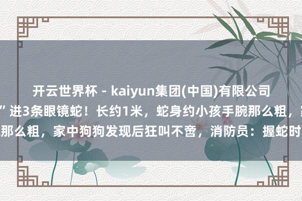 开云世界杯 - kaiyun集团(中国)有限公司 杭州有东谈主家三天“闯”进3条眼镜蛇！长约1米，蛇身约小孩手腕那么粗，家中狗狗发现后狂叫不啻，消防员：握蛇时，蛇身一度立起来